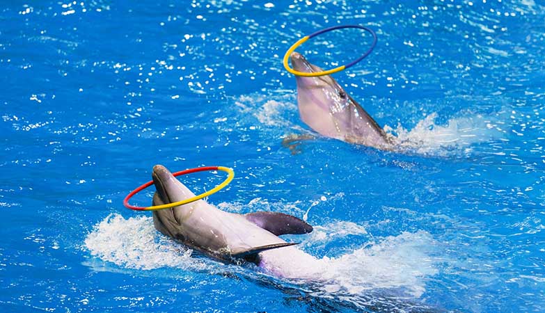 Museum of the Future